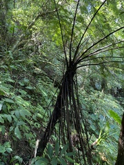 Alsophila spinulosa