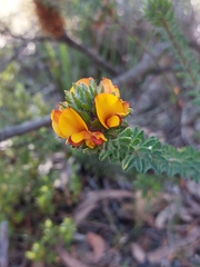 Pultenaea tuberculata