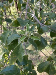 Clerodendrum tomentosum