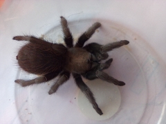 Theraphosinae