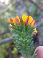 Pultenaea tuberculata