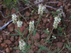 Dalea albiflora