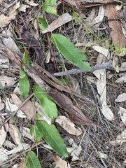 Grevillea laurifolia
