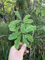Pittosporum eugenioides