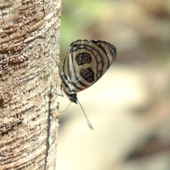 Catagramma pygas thamyras