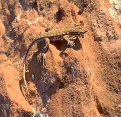 Uta stansburiana uniformis