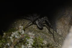 Pardosa nigra