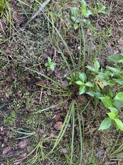 Libertia