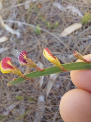 Bossiaea ensata
