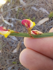 Bossiaea ensata
