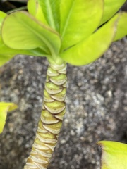 Scaevola taccada