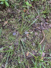 Libertia