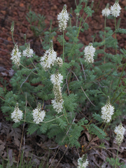 Dalea albiflora