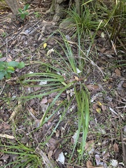 Libertia