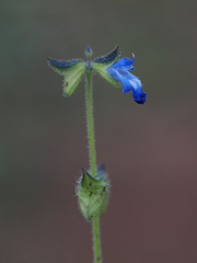 Salvia subincisa