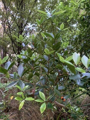 Pittosporum cornifolium