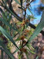 Acacia stricta