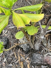 Scaevola taccada