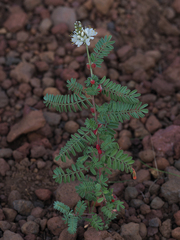 Dalea albiflora