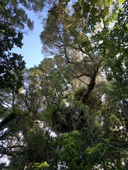 Metrosideros robusta