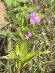 Tradescantieae