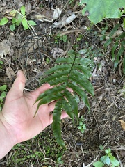 Blechnum procerum