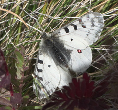 Parnassius smintheus