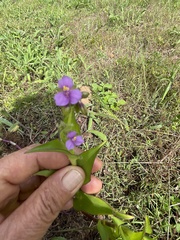 Tradescantieae