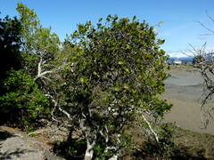 Ileostylus micranthus