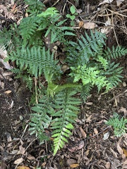 Asplenium lamprophyllum