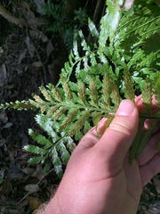 Asplenium lamprophyllum