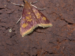 Pyrausta acrionalis
