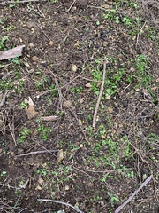 Oryctolagus cuniculus