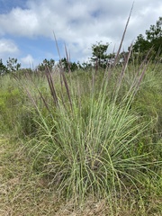 Muhlenbergia rigens
