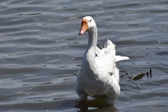 Anser anser domesticus × anser cygnoides domesticus