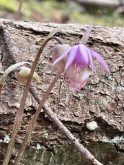 Calypso bulbosa occidentalis