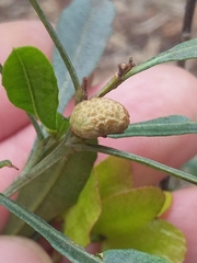 Asphondylia dodonaeae