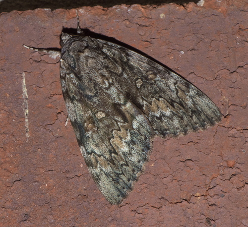 Oldwife Underwing photo 6