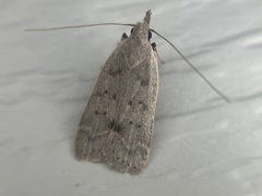 Dichomeris ventrellus