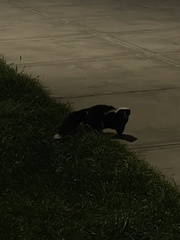 Mephitis mephitis nigra