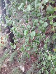 Fraxinus anomala