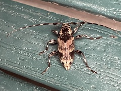 Graphisurus triangulifer