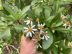 Brachyglottis kirkii