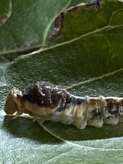 Papilioninae