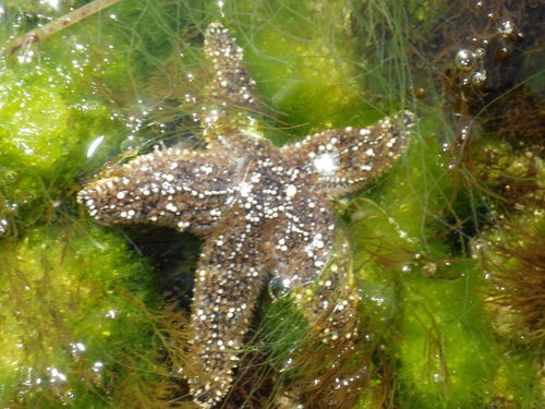 Ochre Sea Star, photo 9 of 9