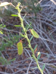 Bossiaea stephensonii