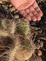 Opuntia polyacantha