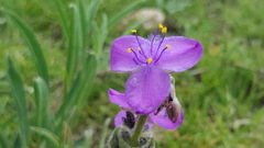 Tradescantia sillamontana