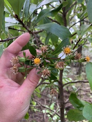 Brachyglottis kirkii