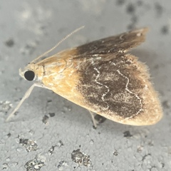 Glaphyria fulminalis
